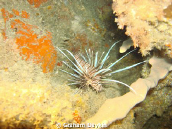 dive site: right off the malecon, close to ship wreck by Graham Daykin 